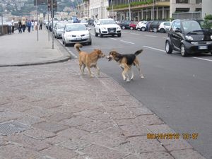 Dog mafia
