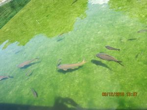 fish, Caserta Palace