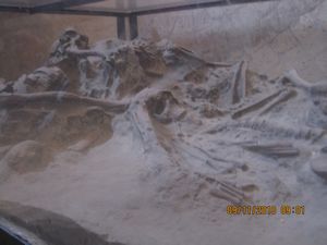 Fossilised skeletons