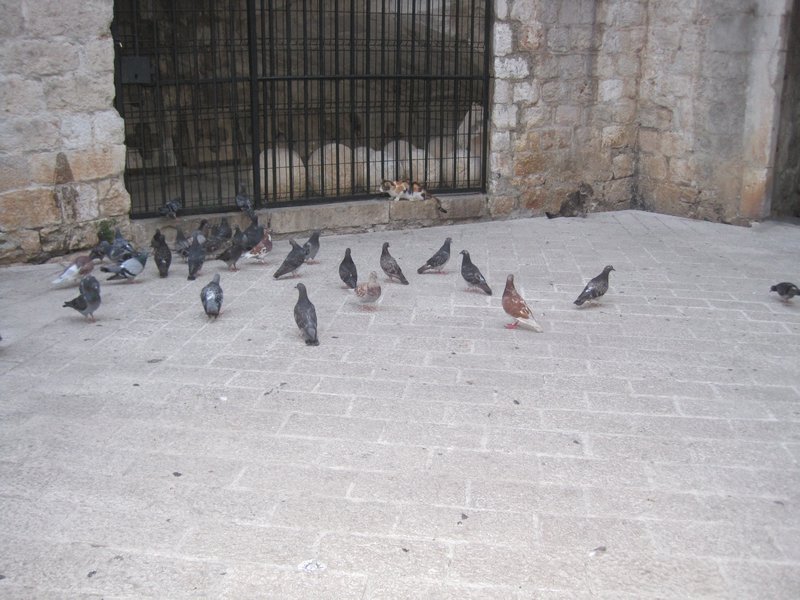 Cat amongst the pigeons