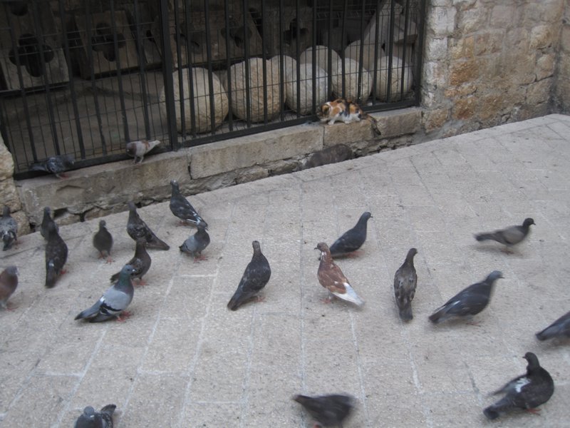Cat amongst the pigeons