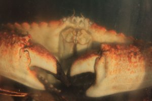 the crab that ate Santa Barbara