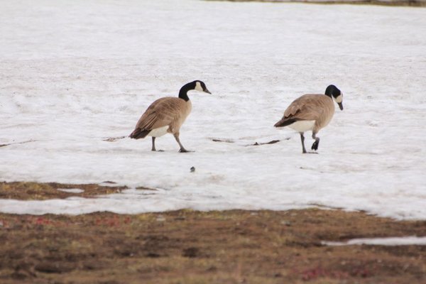 geese grazing-feeding