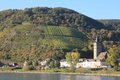 Rhein vines