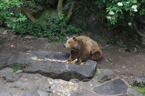 brown bear in castle pit