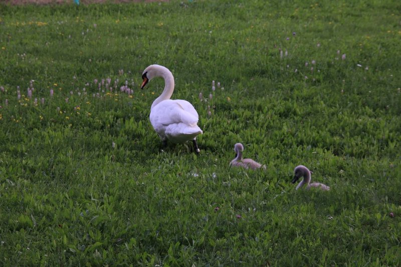 Mrs Swan and the kids