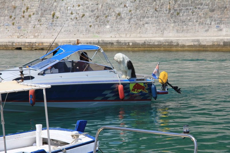 Zadar sheepdog on boat