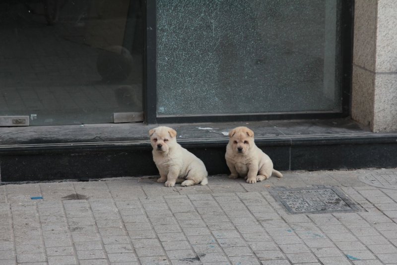 two little puppies