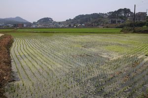 Sapsido rice paddy