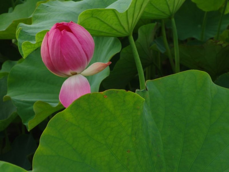 Gyeongju lotus ponds