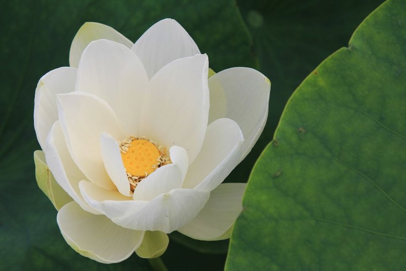 -Gyeongju lotus