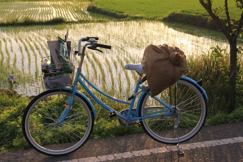 Gyeongju bike & rice paddy