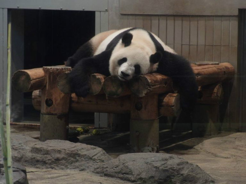 Ueno zoo - less than actionpacked panda