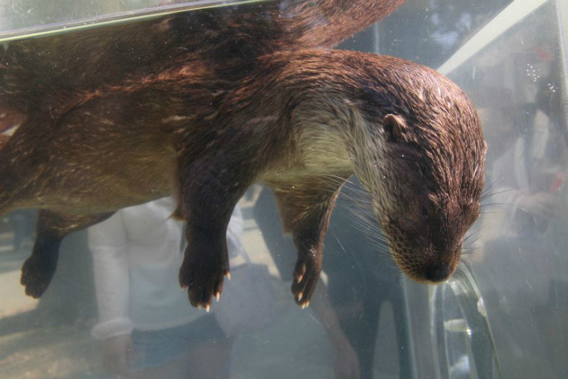 Ueno zoo otter (yes it's alive)