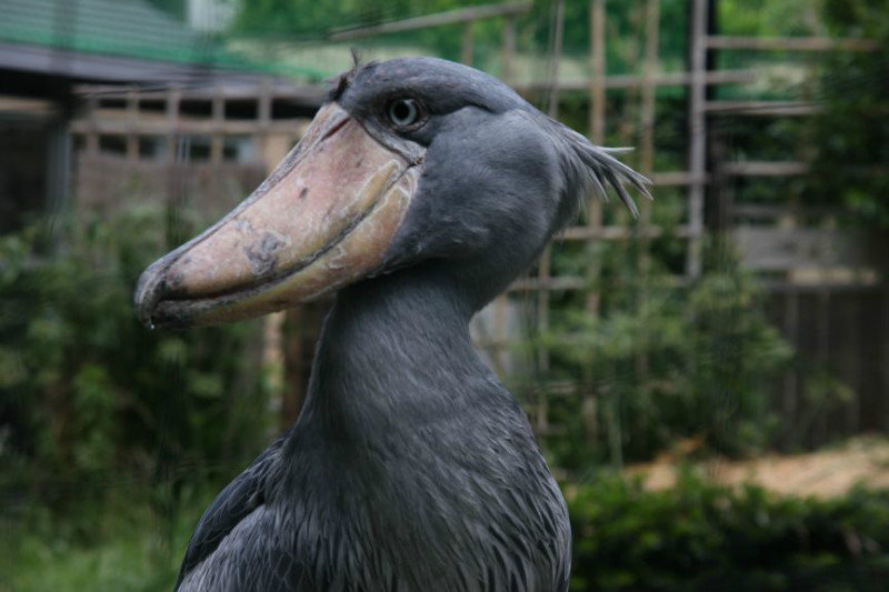 Ueno zoo shoebill stork