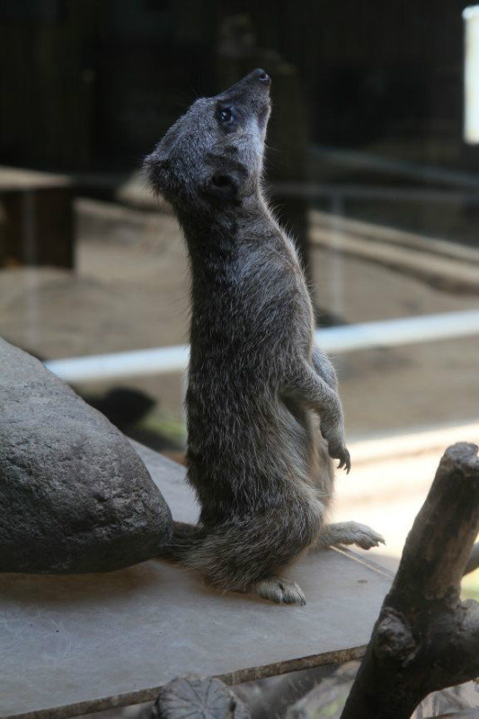 Ueno zoo meerkat