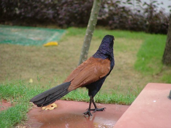 Agra: elegante cuervo