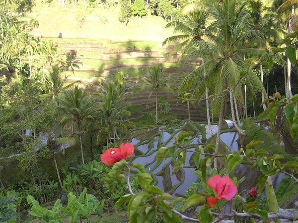 bali ubud rice terraces