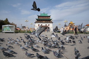 ulaanbaatar pigeons & temple