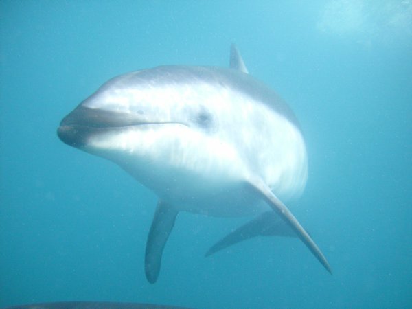 snorkeling with dolphins