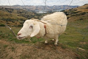 Sheep at viewpoint 