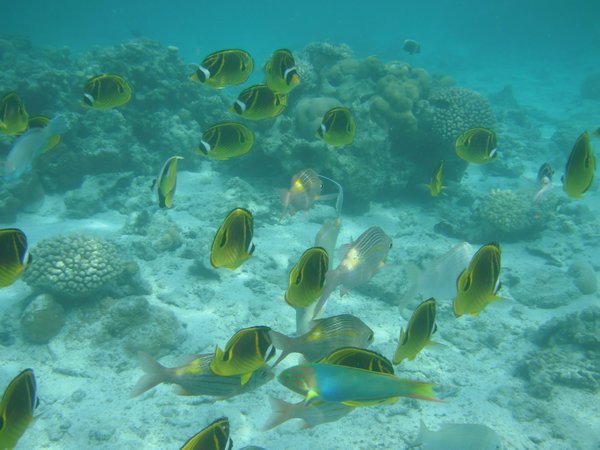 amazing snorkeling in rarotonga