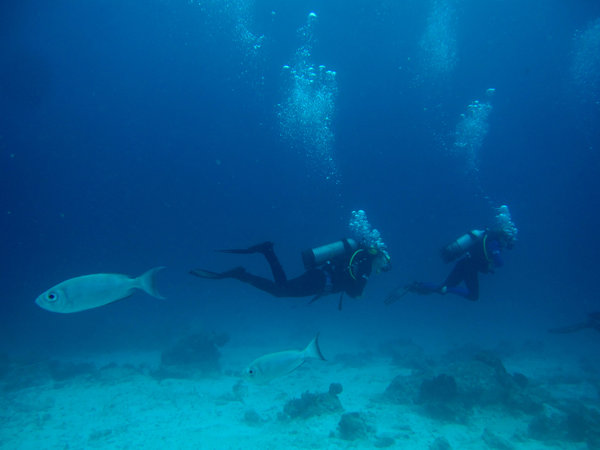 diving at memba atol