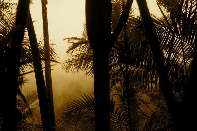 Puerto Rico Rainforest