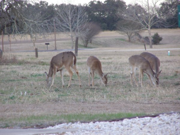 Deer in campground