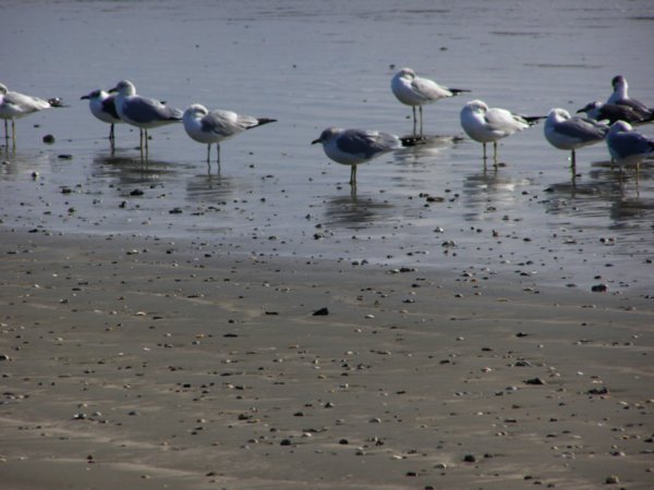 Laughing Gulls on the beach