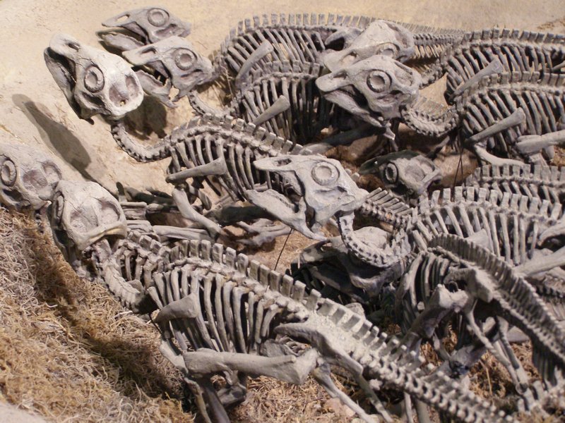 Dinasour baby fossils