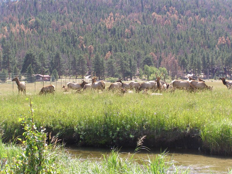 Elk,  Rocky Mountains