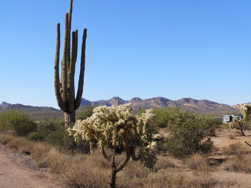 Saguara & Cholla Cacti