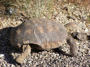 Desert Turtle