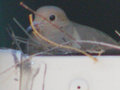 Mourning Dove Nest