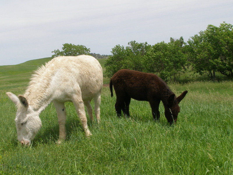 Donkey Mom and Baby