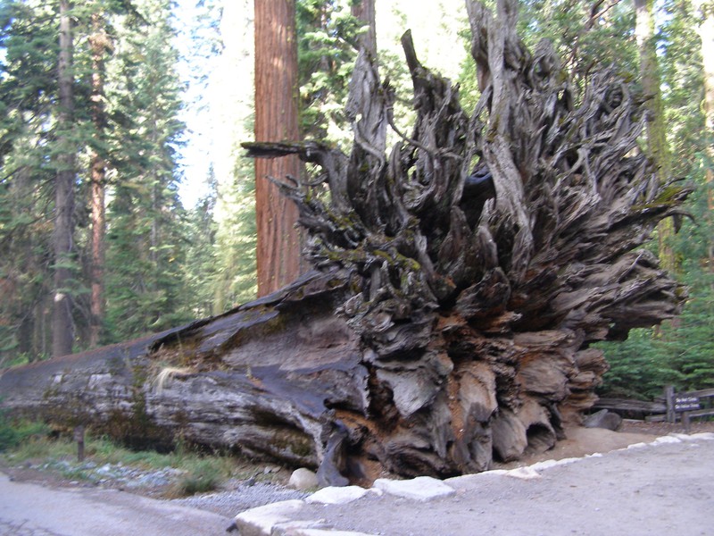 Fallen Monarch Sequoia