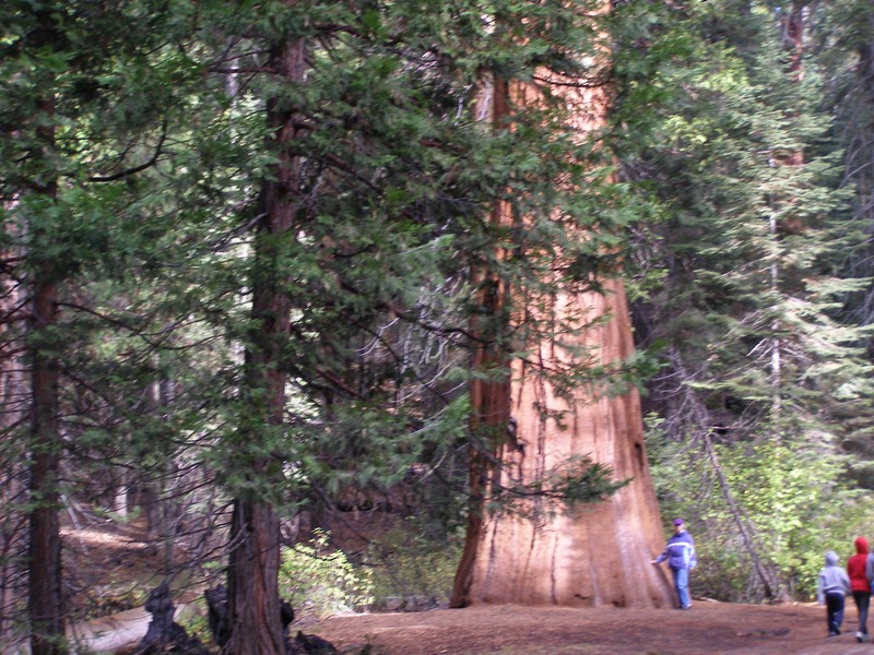 Karen_Giant Sequoia
