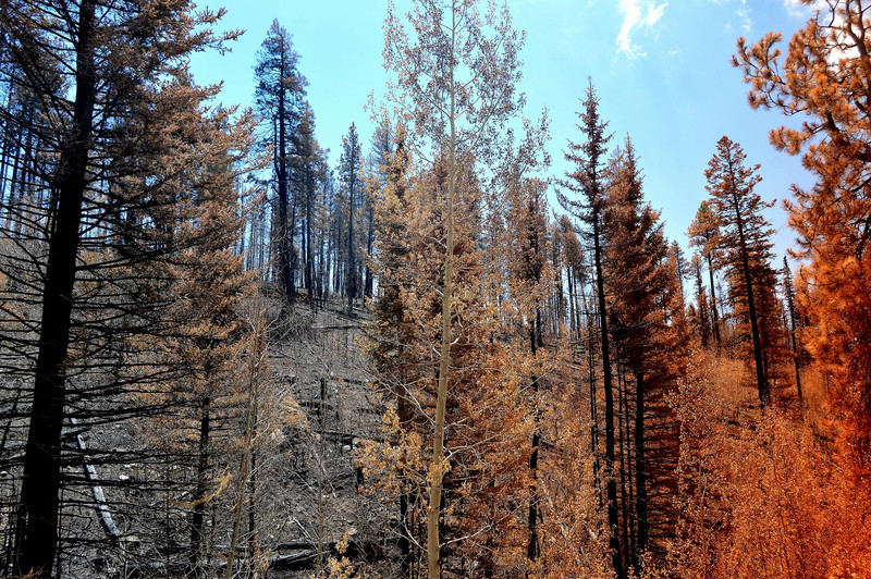 North Rim Burned Trees