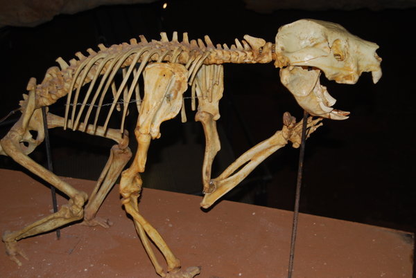 Marsupial lion fossil