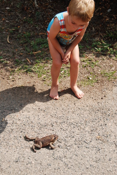 Cane toad busting