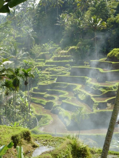 Ricefields during roadtrip - Bali