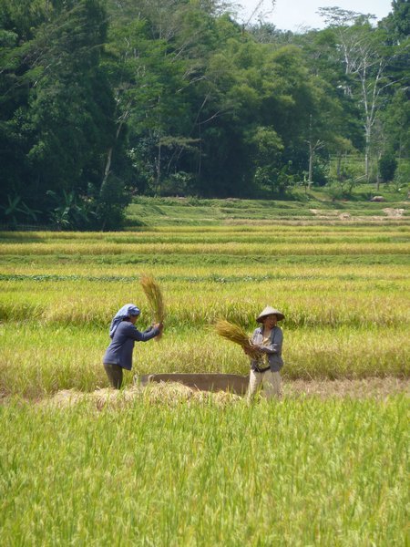 Working in the ricefields