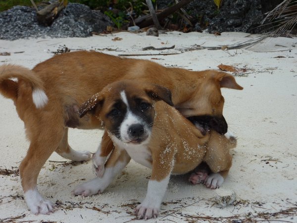 Kei Islands - Puppies fighting on Pasir Panjang