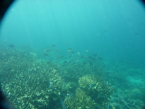 Banda Islands - Pulau Ai - Under water view