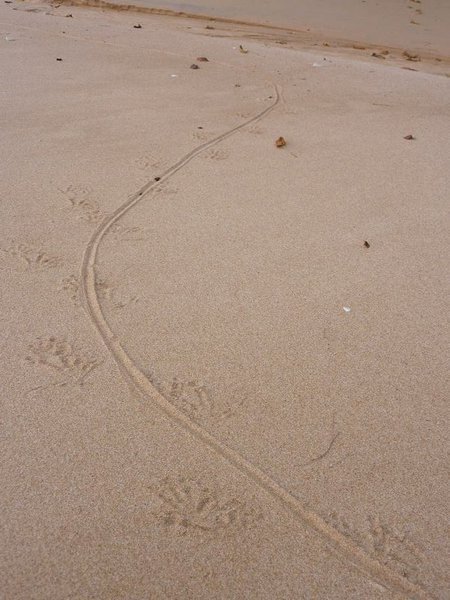Tioman Island: footprints of a Monitor Lizard on the beach