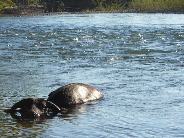 Bathing buffalo