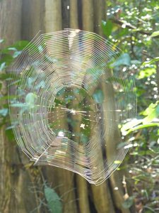 Spiderweb encounter