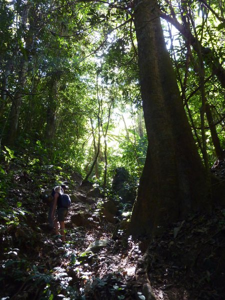 Trekking through the jungle of the Aka trail