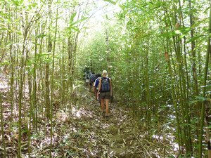 Trekking through the bamboo forest